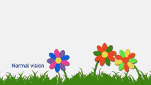 Color Vision GIF - Color Vision Butterfly GIFs