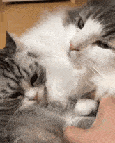 a gray and white cat is being petted by a person 's hand