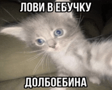 a kitten with blue eyes is sitting on a couch with a caption in a foreign language