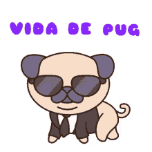 vida de pug pug life fabulous shades on awesome pug