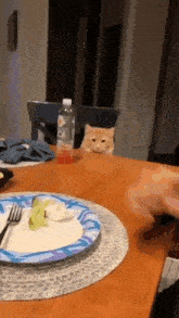a cat is sitting on a table looking at a plate of food .