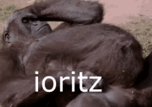 Ioritz Monkey GIF - Ioritz Monkey Fat GIFs
