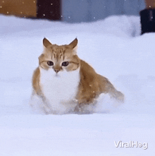Running Cat Viralhog GIF - Running Cat Cat Viralhog GIFs