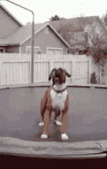 Dog Funny GIF - Dog Funny Trampoline GIFs