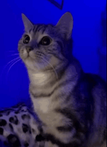 Cat Monitor GIF