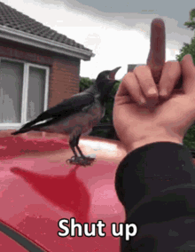 Shut Up Bird GIF - Shut Up Bird Crow GIFs