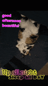 a calico cat laying upside down with the words good afternoon beautiful up all night sleep all day below it
