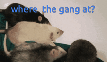 Rat Rats GIF - Rat Rats Gang GIFs