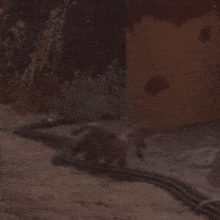 a spider is crawling on the ground in front of a building in the desert .