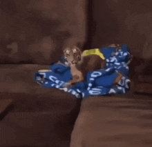 Tiger Legs GIF - Tiger Legs Couch GIFs