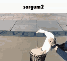 Sorgum Duck GIF - Sorgum Duck Drums GIFs