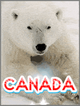 Canadian-polar-bears Canada GIF