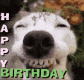 a close up of a dog 's face with the words `` happy birthday '' written in green .