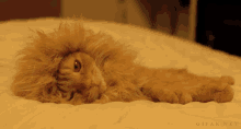 lion cat blinks