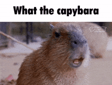 a capybara with its mouth open and the words what the capybara written above it