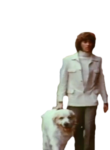 Walking The Dog Barry Gibb Sticker - Walking The Dog Barry Gibb Bee Gees Stickers