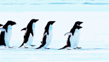 Penguins Running Late GIF - Penguins Running Late Squad GIFs