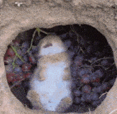 a rabbit is laying in a pile of grapes in a hole