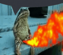Frog Fire GIF - Frog Fire Speech Bubble GIFs