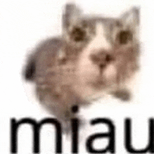 Miau Miauu GIF