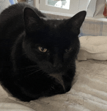 a black cat is laying down on a bed