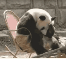 panda face palm lol