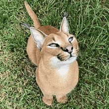 Animal Cat GIF - Animal Cat Cute GIFs