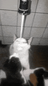 Be Like When You Have To Much Milk GIF - Be Like When You Have To Much Milk GIFs