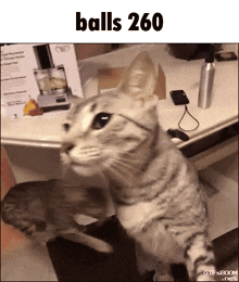 a cat is standing in front of a table with balls 260 written above it