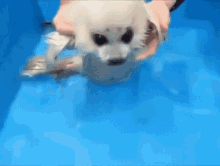 baby seal seal swim jimin baby seal