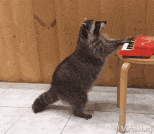 Viralhog Raccoon GIF - Viralhog Raccoon Piano GIFs