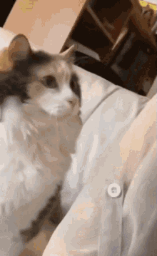 Cat Explosion GIF - Cat Explosion Headbutt GIFs