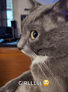 a close up of a cat with the word girllll on the bottom right