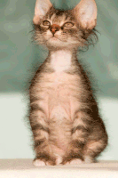 a fluffy kitten looking up at the camera