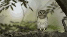Oh Snap GIF - Oh Snap Owl GIFs