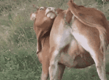 Vache Vaches GIF - Vache Vaches Lch GIFs