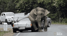 Elefant Car GIF - Elefant Car Sitdown GIFs
