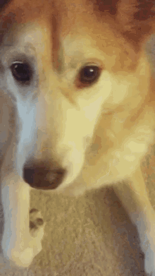 Ila Dog Husky Kiss Dog GIF - Ila Dog Husky Kiss Dog Dog Stare GIFs