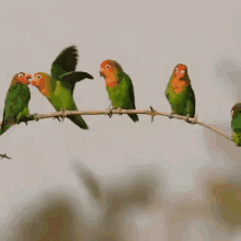 Love Birds GIF