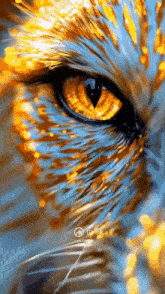 a close up of a cat 's eye with a blue background