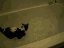 Water Cat! GIF - Cats Bath Bathtub GIFs