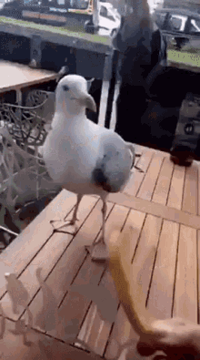 Birds Give Me That GIF - Birds Give Me That GIFs