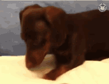 Innocent Dogs GIF - Innocent Dogs Cute GIFs