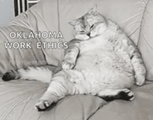 a fat cat laying on a couch with oklahoma work ethics written on the bottom