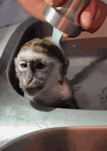 Macaco Banho GIF