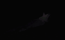a computer generated image of a rainbow colored comet flying through space
