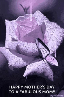 a butterfly is sitting on top of a purple rose .