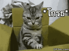 โกรธ แมวโมโห GIF - Angry Cat Upset Go Away GIFs