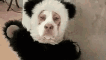 Funny Animals Do You Notice Me GIF