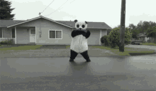 Panda Yite GIF - Panda Yite Run Over GIFs